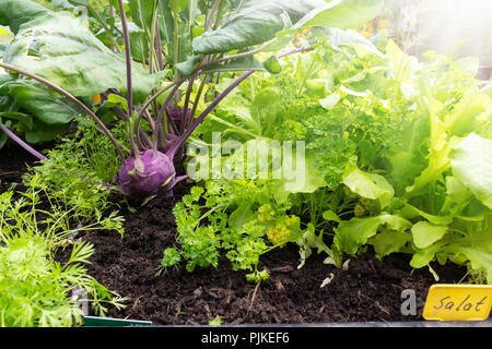 Légumes, herbes et salades en double Banque D'Images