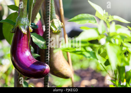 L'aubergine dans le potager Banque D'Images