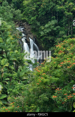 Nanue Falls, Hamakua Coast, Grande Île d'Hawaï. Banque D'Images