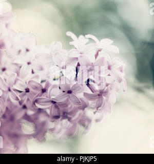 Lilas en fleurs parfumées au printemps, Banque D'Images