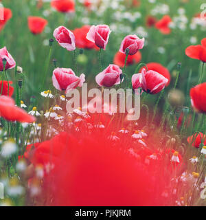 Fleurs de pavot rouge et rose dans un champ de fleurs, entre il y a aussi la camomille, Banque D'Images