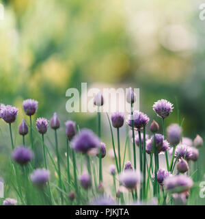 La ciboulette en fleurs dans le jardin Banque D'Images