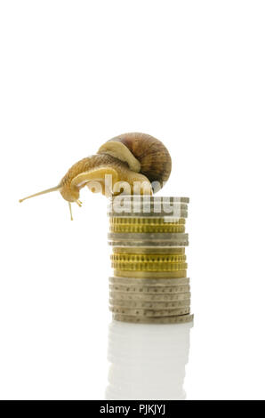 Escargot assis sur le dessus de la pile de pièces de monnaie et à la recherche vers le bas. Plus isolé sur fond blanc. Banque D'Images