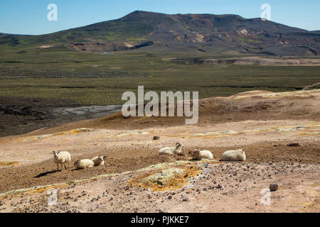 L'Islande, les moutons à la couleur des pistes à l'Leirhnjúkur volcan Krafla, dans le district de sources minérales, ciel bleu Banque D'Images