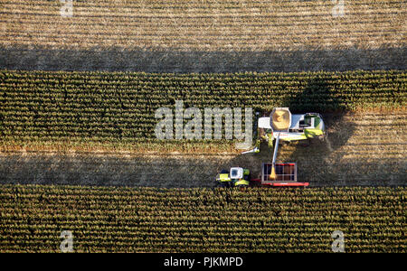 Vue aérienne, B63, Ossenbeck, la récolte de maïs, de l'agriculture, Claas, tracteur, moissonneuse-batteuse, au nord de la route de comté, Düsseldorf, Düsseldorf, Ruhr, Nordrhein-Westfalen, Germany, Europe Banque D'Images