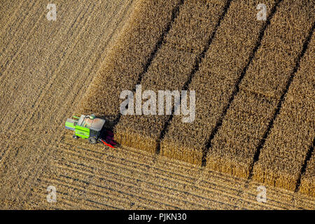 Vue aérienne, la récolte de maïs avec l'appui scientifique Pelkum, rue Kamener Barbecke, Hamm, Ruhr, Rhénanie du Nord-Westphalie, Allemagne Banque D'Images