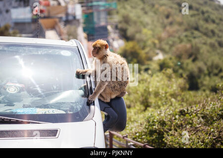 Macaque de barbarie assis sur un rétroviseur d'une voiture, un macaque (Macaca) vivant sur la péninsule de Gibraltar sur le rocher Banque D'Images