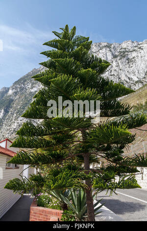 Une île Norfolk Araucaria heterophylla (pin), comme l'usine de conteneurs à Gibraltar, Banque D'Images