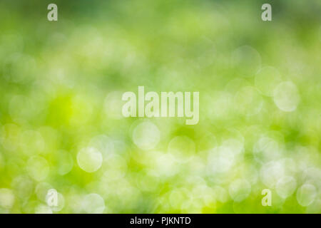 Fond vert floue - meadow en couleurs estivales dans les bokeh Banque D'Images