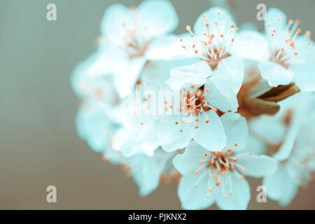 Des fleurs blanches délicates sur un arbre fruitier, Banque D'Images