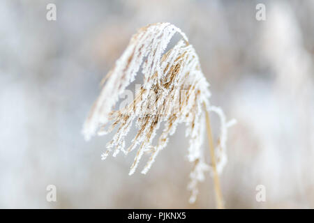 Roseau commun (Phragmites australis) gelés en hiver, Banque D'Images
