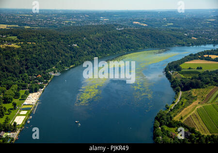 Ravageurs de l'eau à nouveau dans l'Elodea Baldeneysee, Essen, Essen, navire de tonte de la Ruhr, en Rhénanie du Nord-Westphalie, Allemagne Banque D'Images