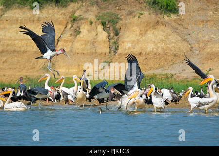 Great White Pelican, Pélicans, Aigrettes, Cormorans à poitrine blanche et Marabou Cigognes, oiseaux, Canal Kazinga Parc national Queen Elizabeth, en Ouganda Banque D'Images