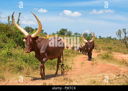 Les bovins, les vaches Ankole Watusi, région de l'Ankole, Ouganda, Afrique de l'Est Banque D'Images