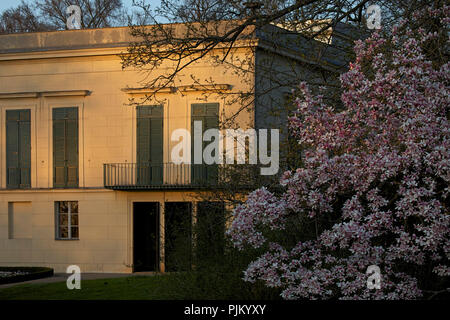 Magnolia en fleurs en face de Château Glienicke dans la dernière lumière du soir. Banque D'Images