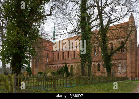 Allemagne, Brandebourg, Uckermark, Chorin, monastère cistercien de Chorin, basilique de brique de 1273, cimetière, huîtres bleu en fleurs Banque D'Images