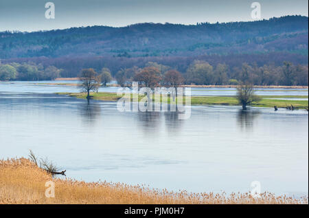 Allemagne, Brandebourg, Uckermark, Stützkow, le Parc National de la vallée de l'Oder, à la frontière germano-polonaise Oderbruch entre zone Stützkow et Piasek (P) Banque D'Images