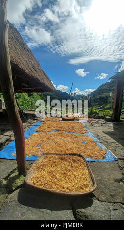 Le riz est séché sur les rizières en terrasses de Banaue sur l'île de Luzon, Philippines Banque D'Images