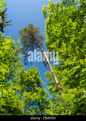 Cime des arbres au printemps Banque D'Images