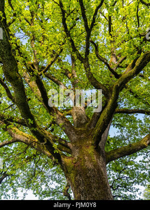 Arbre au printemps Banque D'Images