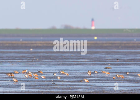 Allemagne, Schleswig-Holstein, Hallig Hooge, Knutts, Calidris canutus dans le terp Banque D'Images