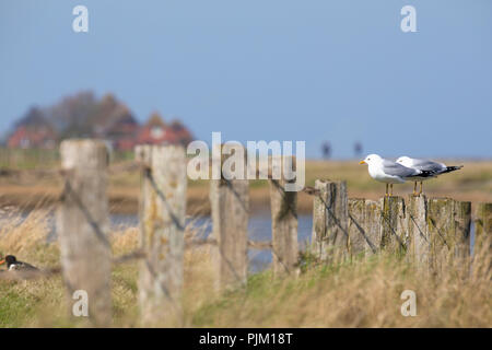 Allemagne, Schleswig-Holstein, Hallig Hooge, deux mouettes sur fence Banque D'Images