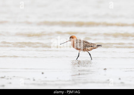 Barge à queue Bar, Limosa lapponica, mâle en plumage nuptial un Banque D'Images