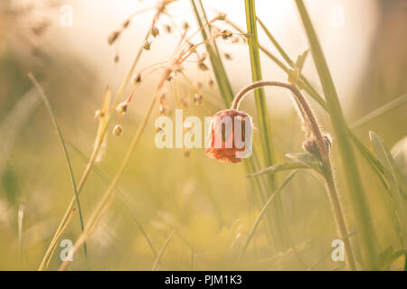 Cormorot (Geum rivale) floraison sur une prairie de lumière douce Banque D'Images