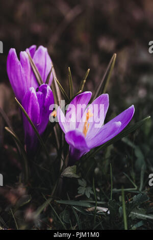 Crocus au printemps, close-up, Banque D'Images