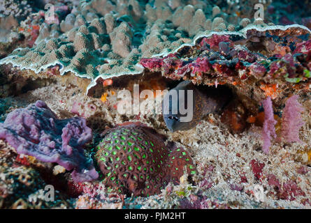 Grumes de jaune, Moray (Gymnothorax flavimarginatus), Nusa Lembongan, à Bali, Indonésie Banque D'Images