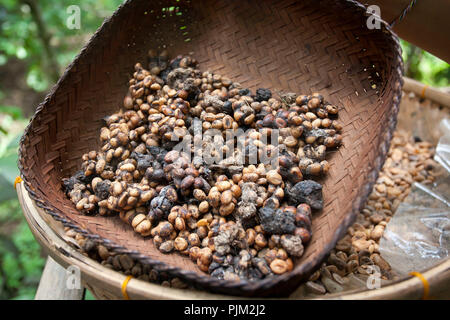 Luwak fermenté des cafés de civette (Paradoxurus palm Asie hermaphroditus) sur une plantation de café, Ubud, Bali, Indonésie Banque D'Images
