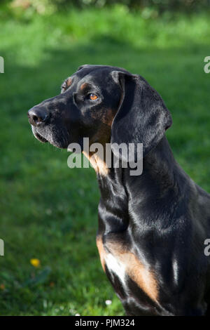 Chien de chasse polonais, close-up Banque D'Images