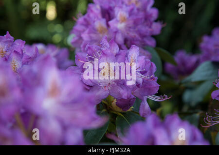 Rhododendron floraison, Close-up Banque D'Images
