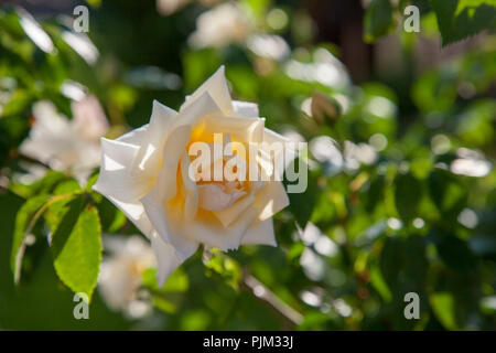 Fleurs de 'Ilse Maria Krohn Superior' rosier grimpant, close-up Banque D'Images