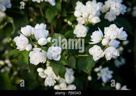 Sweet orange floraison maquette, close-up, Philadelphus coronarius Banque D'Images