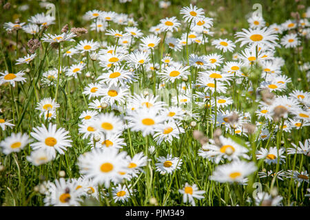 Marguerites floraison en prairie, close-up Banque D'Images