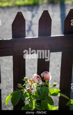 La floraison rose bush garden, close-up, rose Banque D'Images