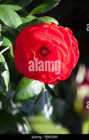 Rose dans un jardin, close-up, rose Banque D'Images