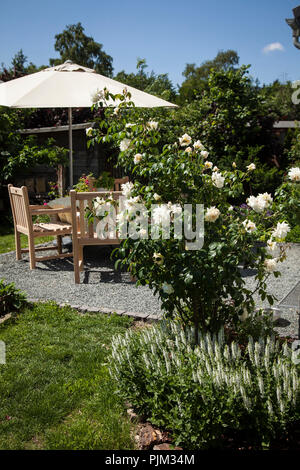 'Rose' Ilse-Maria Krohn et sauge blanche sur une terrasse idyllique Banque D'Images