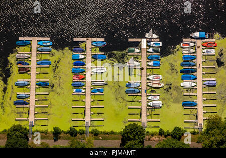 Les algues, l'Elodea peste Kemnade Bochum réservoir, la ville entre entre Bochum et Witten, algues et voiliers à l'embarcadère, à la réservoir Kemnade, Witten, Ruhr, Rhénanie du Nord-Westphalie, Allemagne Banque D'Images