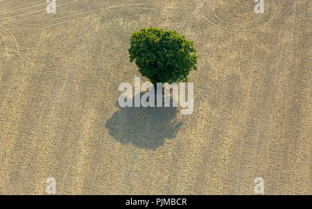 Seul arbre sur champ de maïs grain fauché, près de Altenrüthen, Rüthen, Soest, Rhénanie-Palatinat, Hesse, Allemagne Banque D'Images