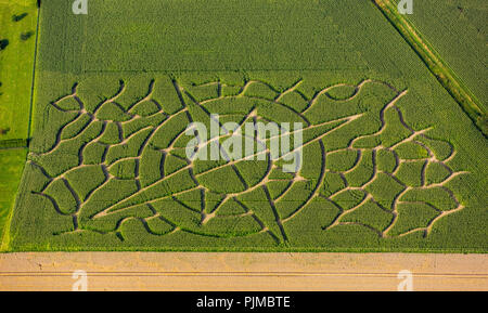 Labyrinthe de maïs en forme de rose des vents, le maïs de l'art, labyrinthe, ferme maraîchère Eickhoff à Soest, Soest, Soester Börde, Düsseldorf, Rhénanie du Nord-Westphalie, Allemagne Banque D'Images