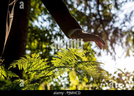 Low angle view of businessman holding sa main sur une jeune fougère verte au milieu des bois éclairé par une belle lumière du soleil. De l'écologie et conceptuel e Banque D'Images