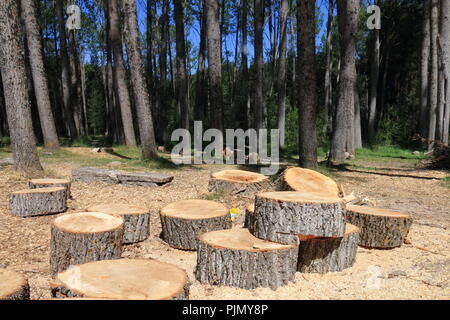 Abattage d'arbres à proximité de la source de la rivière Cuervo, dans la province de Cuenca, Espagne Banque D'Images