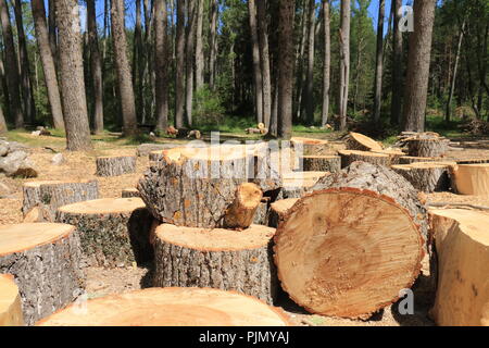 Couper les arbres dans les montagnes de Cuenca, Castilla la Mancha, Espagne Banque D'Images