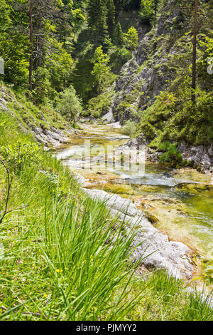 Crystal Clear de montagne dans le désert de l'Ötschergräben dans les Alpes autrichiennes. Banque D'Images