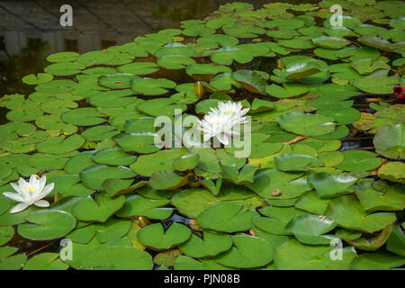 Étang dans le parc paysage avec white water lily et grand livre vert leavesxx Banque D'Images