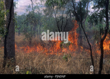 Wildfire Outback Banque D'Images