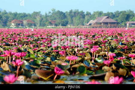 Parc de la sauvagine de Thale Noi, Phatthalung, Thaïlande Banque D'Images