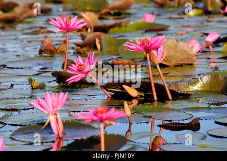 Parc de la sauvagine de Thale Noi, Phatthalung, Thaïlande Banque D'Images